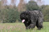 BOUVIER DES FLANDRES 094